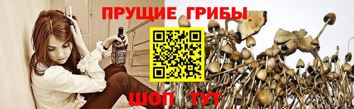 Галлюциногенные грибы прущие грибы Асино
